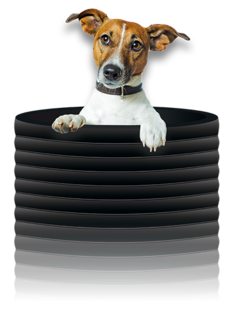 Hund im Profilwickelrohr / Wickelrohr